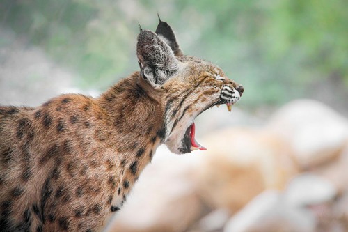 BOBCAT1 by Rocky LaRose
