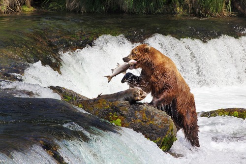GRIZZLY ALASKA by Rocky LaRose