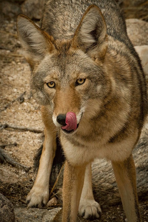 COYOTE 2 by Rocky LaRose