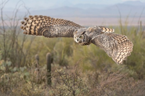 GREAT HORNED OWL TUCSON by Rocky LaRose