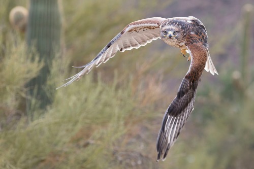 HAWK by Rocky LaRose