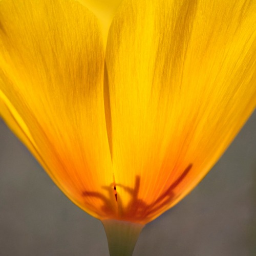 POPPY CLOSE UP by Rocky LaRose
