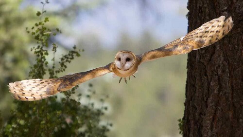 OWL by Guy Atchley