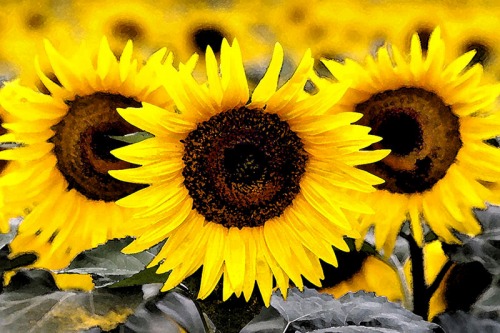 SUNFLOWERS by Rocky LaRose