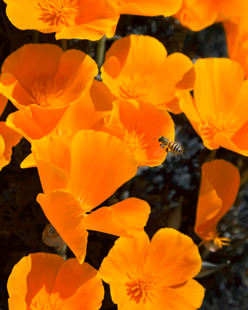 WILDFLOWERS KITT PEAK by Rocky LaRose